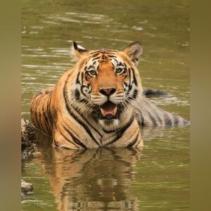 8x10 Tiger Cooling Off Photo Print